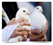 Голуби на свадьбу - Черкассы