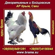 Породистые куры Брама,  яйцо,  цыплята. АР Крым