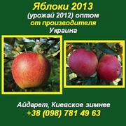 Купить яблоки опт. Яблоки свежие,  яблоки 2012 Украина