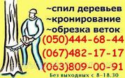 Спиливание деревьев Сумы. Валка,  спил деревьев бензопилой в Сумах.