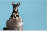 Перевозка собак и кошек из Украины в США и Канаду с Delivery Animal